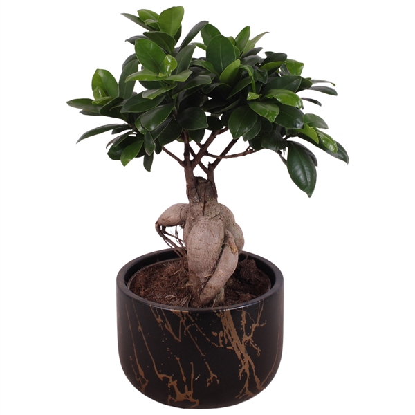 <h4>Ficus m. Ginseng Ball Shape Ø15cm in Ø17cm Ceramic PL469</h4>