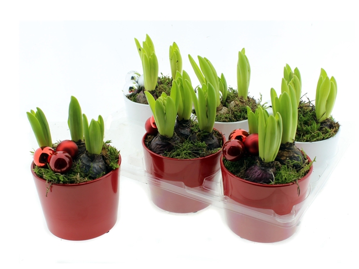 <h4>HYACIN ORIENTAL GEM</h4>