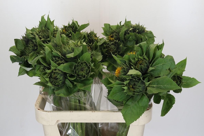 Helianthus Orange Fire