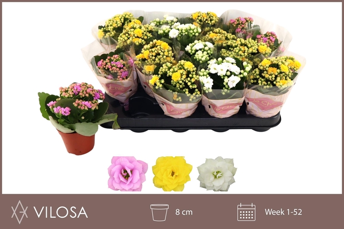 <h4>KAL GE GEM 3 KL</h4>