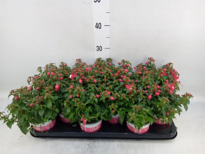 <h4>Fuchsia  'Bella Fuchsia Mariska'</h4>