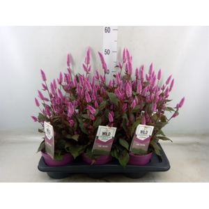 Celosia arg. SP 'Wild Pink'