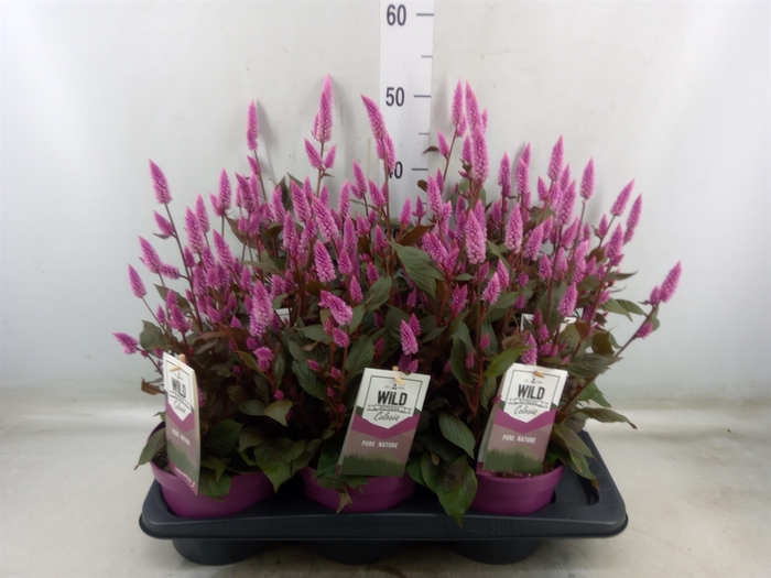<h4>Celosia arg. SP 'Wild Pink'</h4>