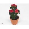 Poinsettia Kayla