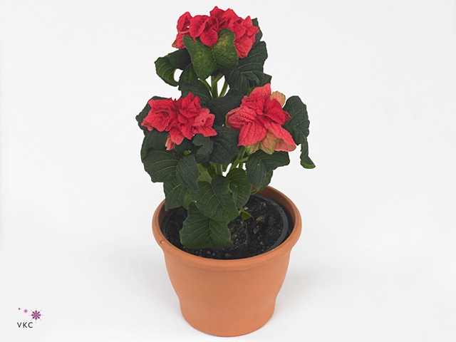 Poinsettia Kayla