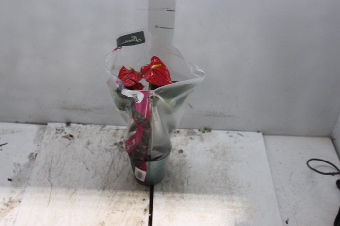 <h4>ANTHURIUM ESUDO P12</h4>