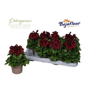 PELAR GRANDI REGA CHOCOLAT P12