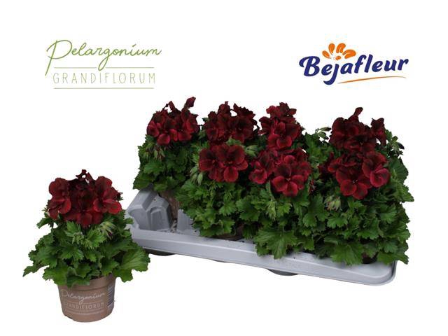 <h4>PELAR GRANDI REGA CHOCOLAT P12</h4>