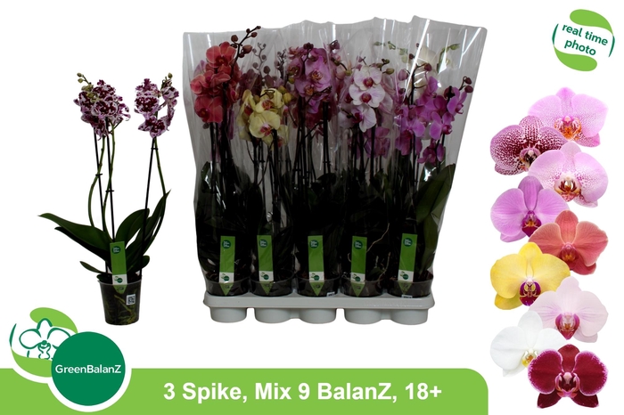 <h4>PHAL GEM 9 KL</h4>