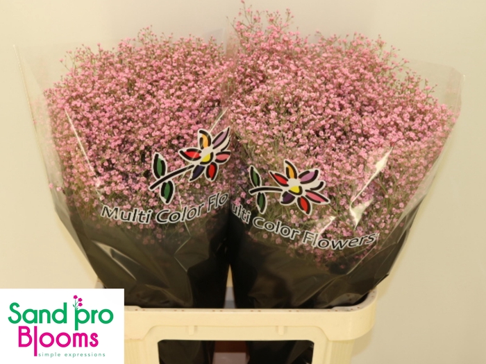 <h4>GYPS KLB H%</h4>