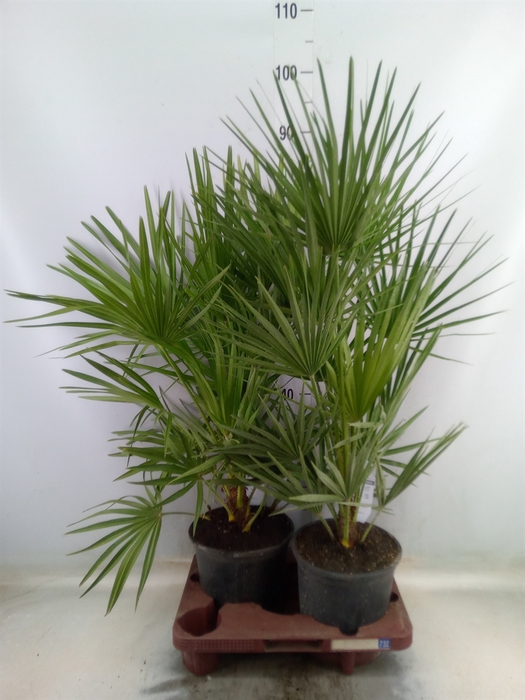 <h4>Chamaerops humilis</h4>