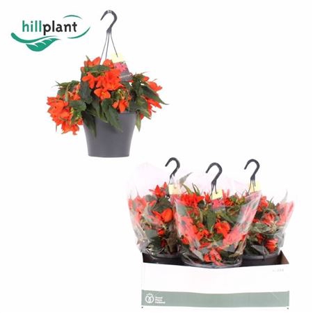 <h4>Begonia boliviensis Crackling Fire Orange</h4>