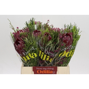 BQ Protea Sharon SFB