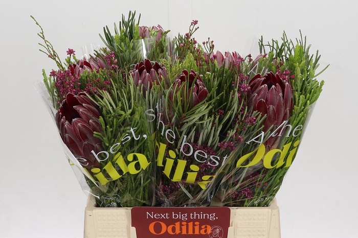 <h4>BQ Protea Sharon SFB</h4>