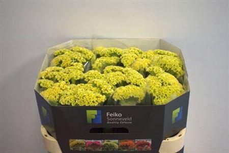 <h4>Cel C Act Verda</h4>