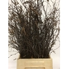 BETULA BS  NATURALVRUCHT