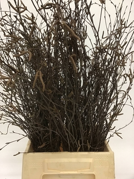 BETULA BS  NATURALVRUCHT