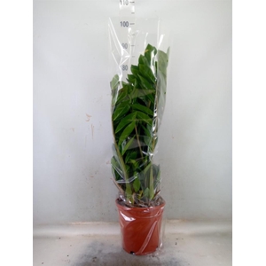Zamioculcas zamiifolia