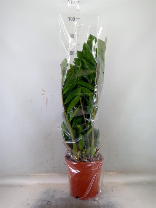 <h4>Zamioculcas zamiifolia</h4>