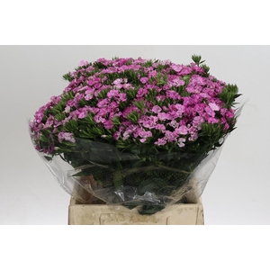 Dianthus Br Amazon Rose Magic