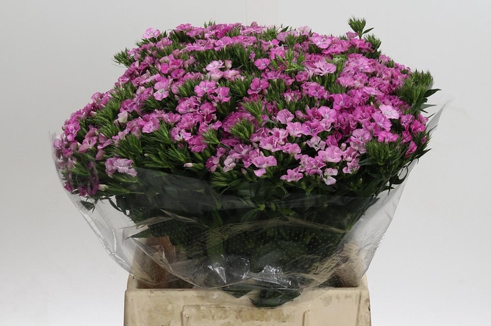 <h4>Dianthus Br Amazon Rose Magic</h4>