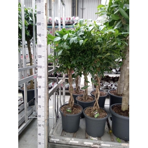 Schefflera arbor. 'Compacta'
