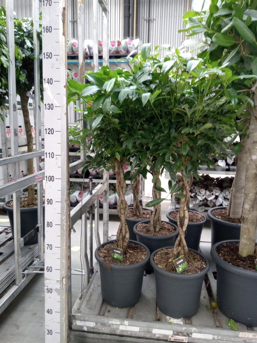 <h4>Schefflera arbor. 'Compacta'</h4>