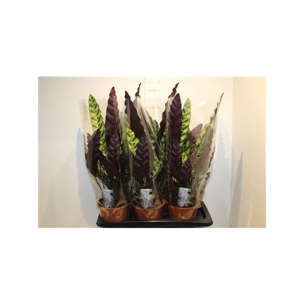 <h4>Calat Lancifolia 17cm Pot</h4>