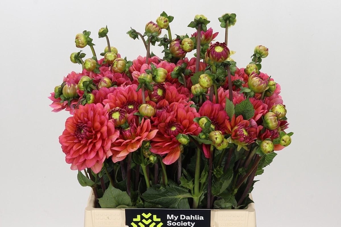 <h4>Dahlia Salmon Runner</h4>