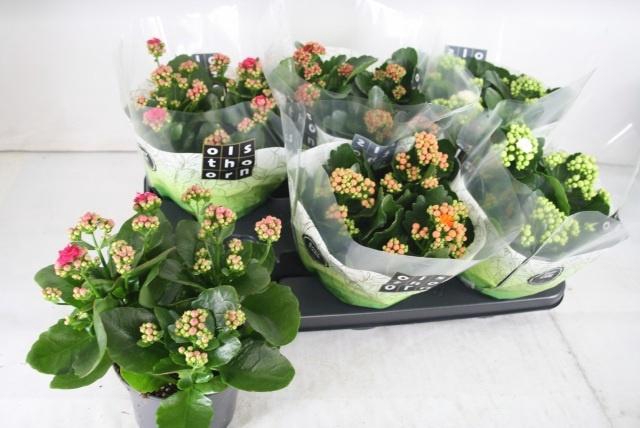 <h4>KAL GE GEM 4 KL</h4>