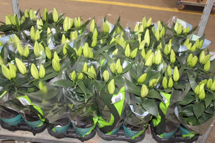 <h4>LIRIO P15 BRANCO</h4>