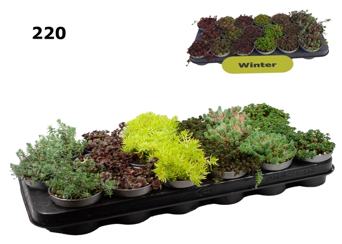 <h4>Sedum   ...</h4>