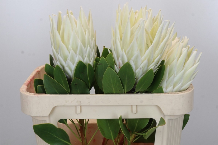 <h4>Protea Cyn. Ayoba Arctic Ice</h4>