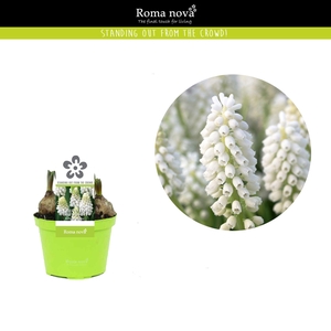 Muscari White Magic