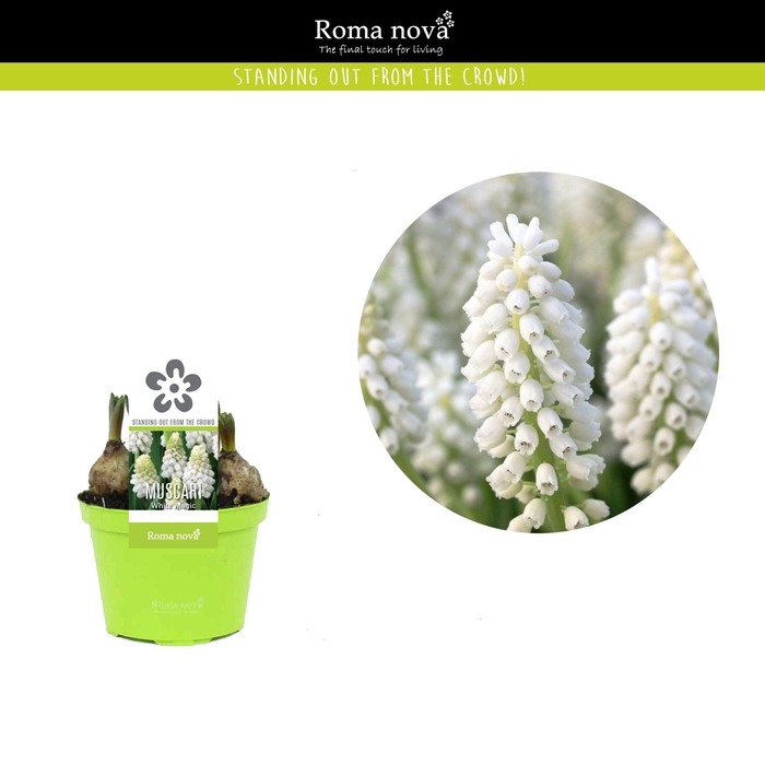 <h4>Muscari White Magic</h4>