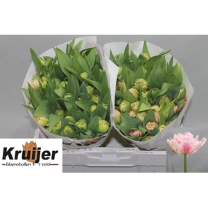 TU DU LIBRETTO DOUBL