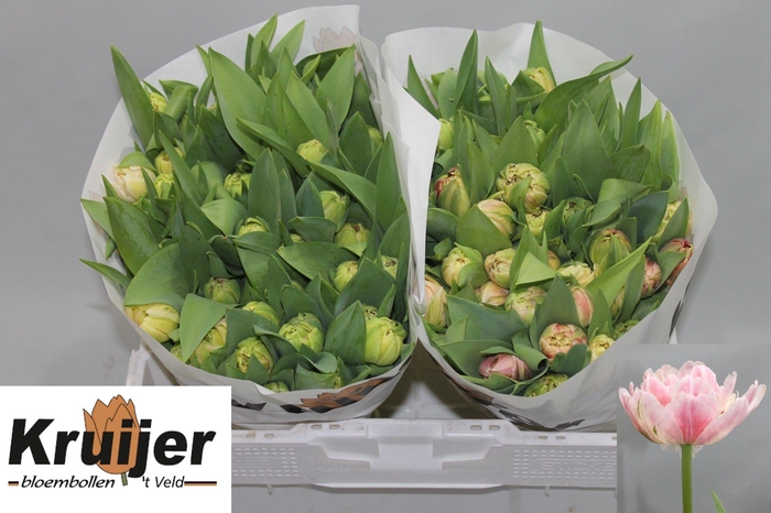 <h4>TU DU LIBRETTO DOUBL</h4>