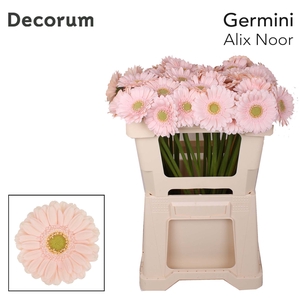 Germini Alix-Noor Water