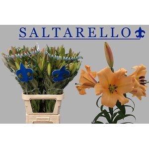 LI OT SALTARELLO