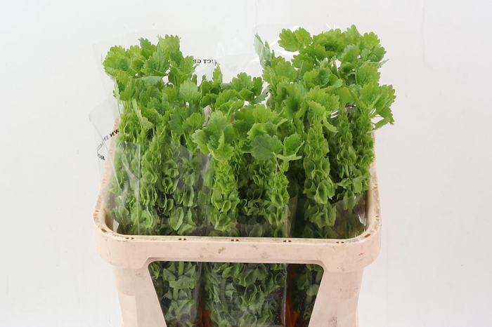 <h4>Moluccella 80cm</h4>
