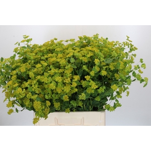 Bupleurum Griffithii