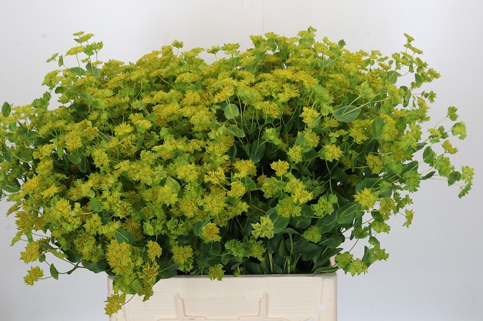 <h4>Bupleurum Griffithii</h4>
