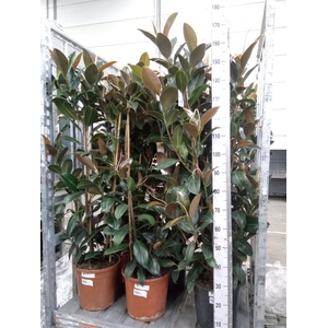 Ficus elastica 'Melany'