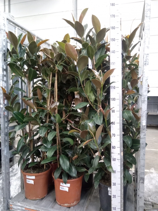 <h4>Ficus elastica 'Melany'</h4>
