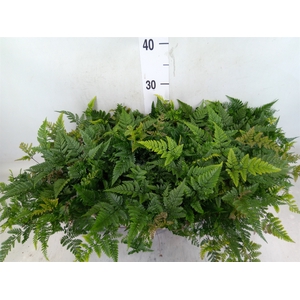 Humata griffithiana var. tyermannii