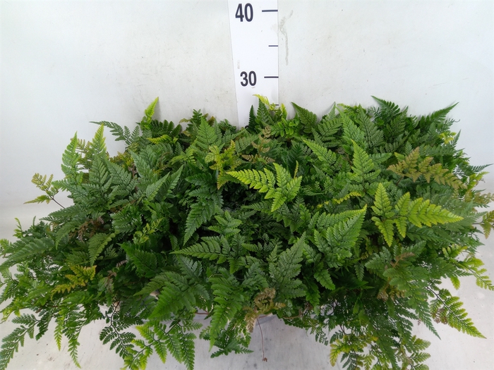 <h4>Humata griffithiana var. tyermannii</h4>