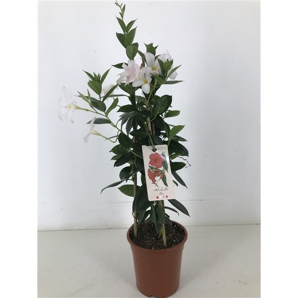 <h4>p19 Mandevilla rio white pyramide</h4>