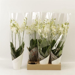 PHAL AN INVERNESS
