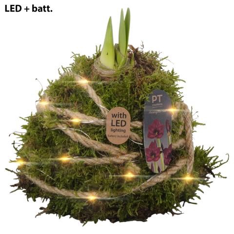 <h4>PTAA8855 Arrangementen Hippeastrum</h4>