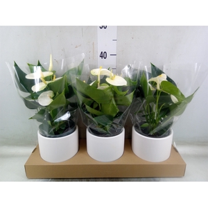 Anthurium  'Karma White'